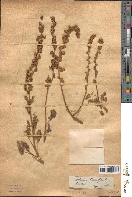 spécimen de Artemisia tanacetifolia