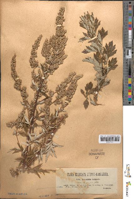 spécimen de Artemisia vulgaris
