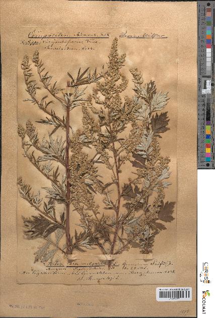 spécimen de Artemisia vulgaris