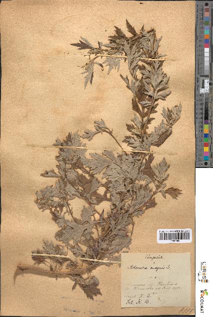 spécimen de Artemisia vulgaris