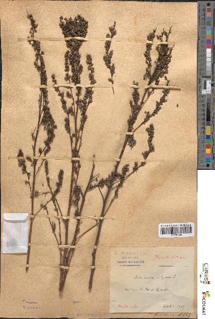 spécimen de Artemisia vulgaris