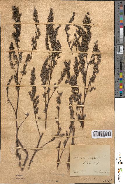 spécimen de Artemisia vulgaris