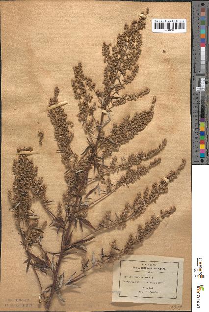 spécimen de Artemisia vulgaris