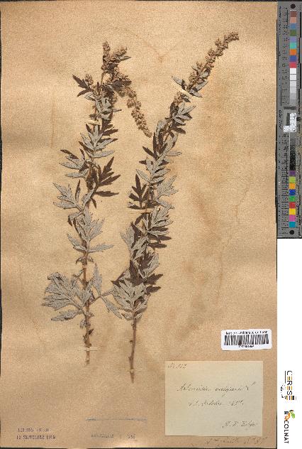 spécimen de Artemisia vulgaris