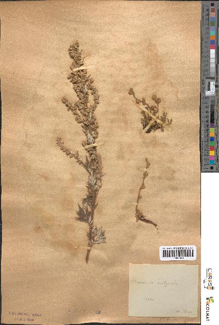 spécimen de Artemisia vulgaris