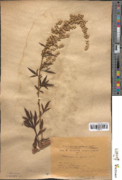 spécimen de Artemisia vulgaris