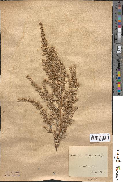 spécimen de Artemisia vulgaris