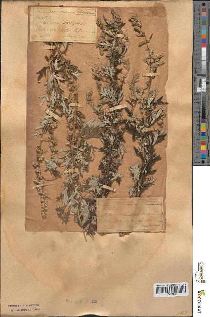 spécimen de Artemisia vulgaris