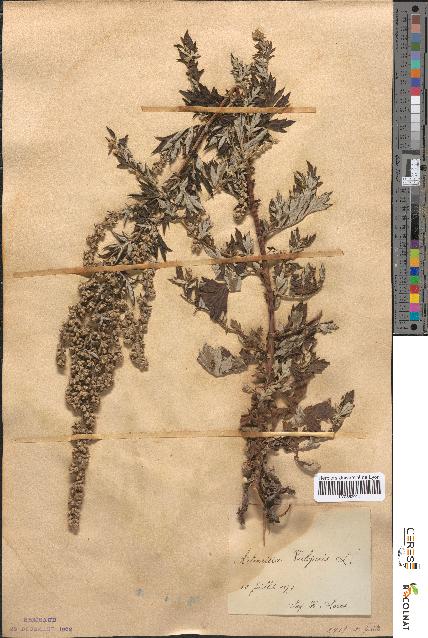 spécimen de Artemisia vulgaris