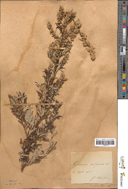 spécimen de Artemisia vulgaris