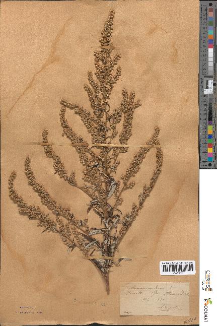 spécimen de Artemisia vulgaris