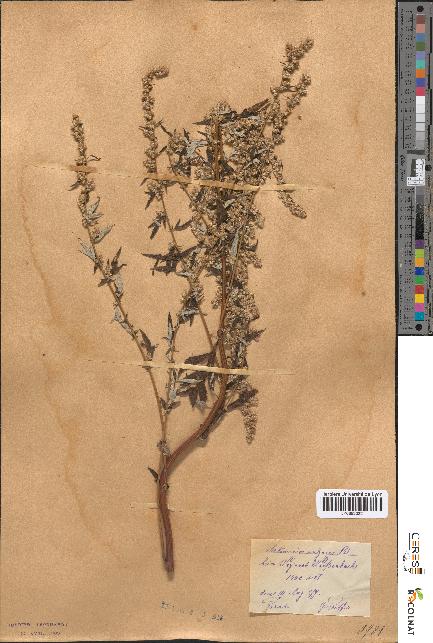 spécimen de Artemisia vulgaris