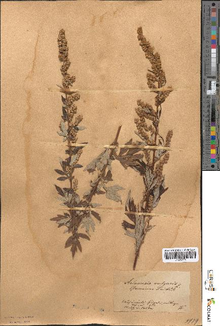 spécimen de Artemisia vulgaris