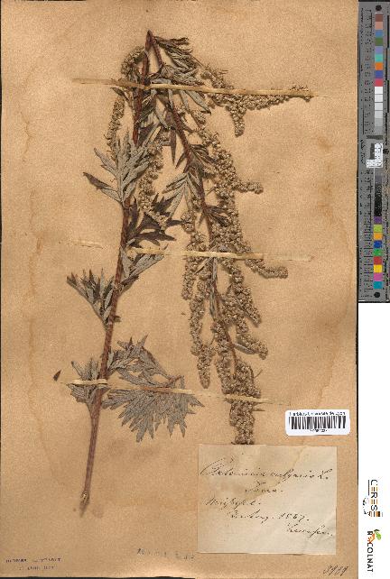 spécimen de Artemisia vulgaris