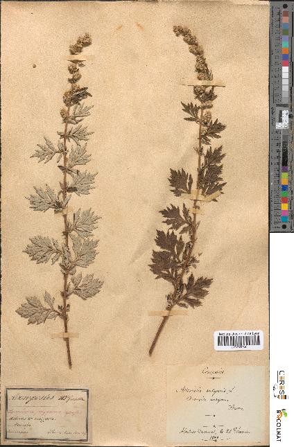 spécimen de Artemisia vulgaris