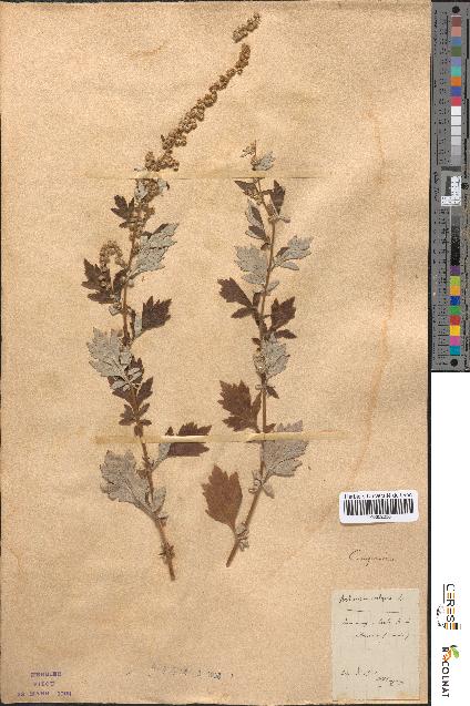 spécimen de Artemisia vulgaris