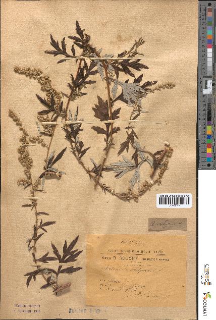 spécimen de Artemisia vulgaris