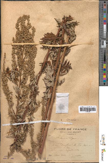 spécimen de Artemisia vulgaris