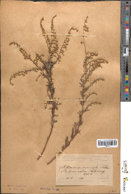 spécimen de Artemisia pendula
