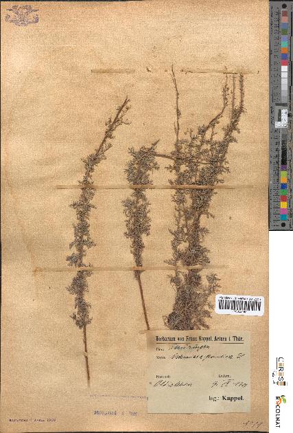spécimen de Artemisia pontica