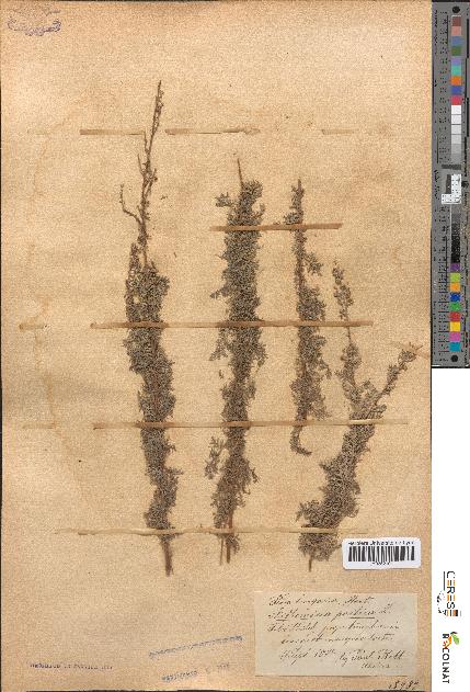 spécimen de Artemisia pontica