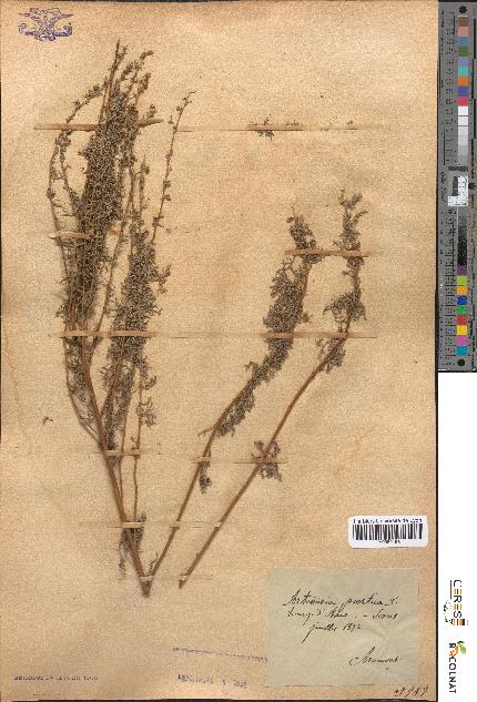 spécimen de Artemisia pontica