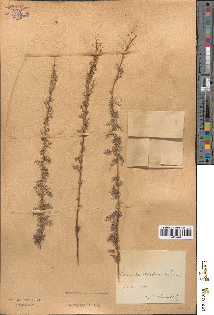spécimen de Artemisia pontica