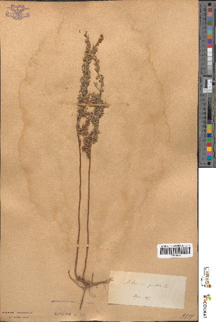 spécimen de Artemisia pontica