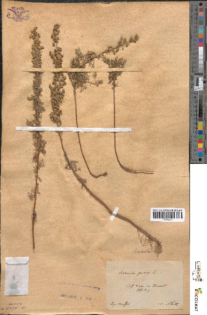 spécimen de Artemisia pontica