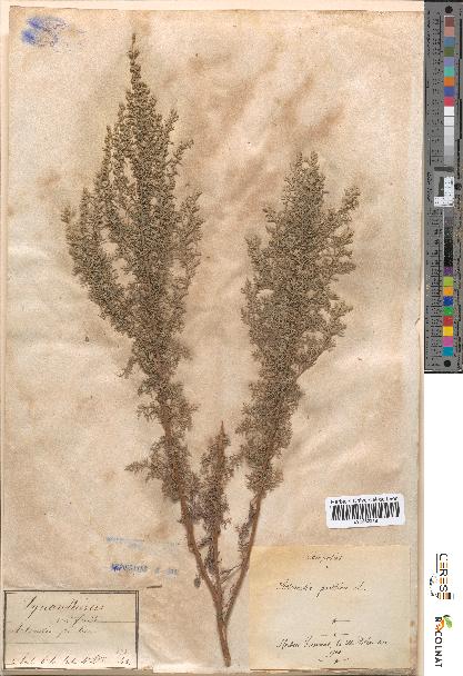 spécimen de Artemisia pontica