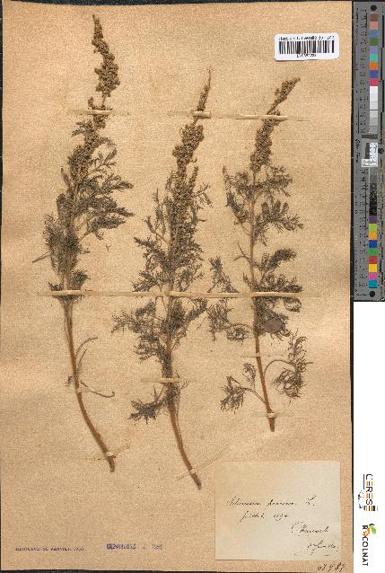 spécimen de Artemisia procera