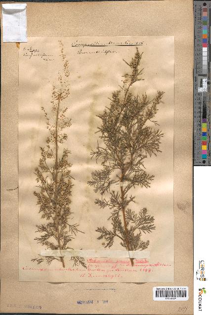 spécimen de Artemisia procera