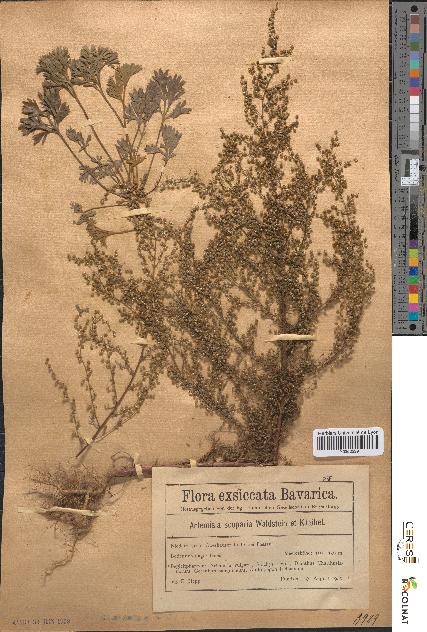 spécimen de Artemisia scoparia