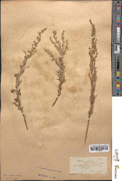 spécimen de Artemisia maritima