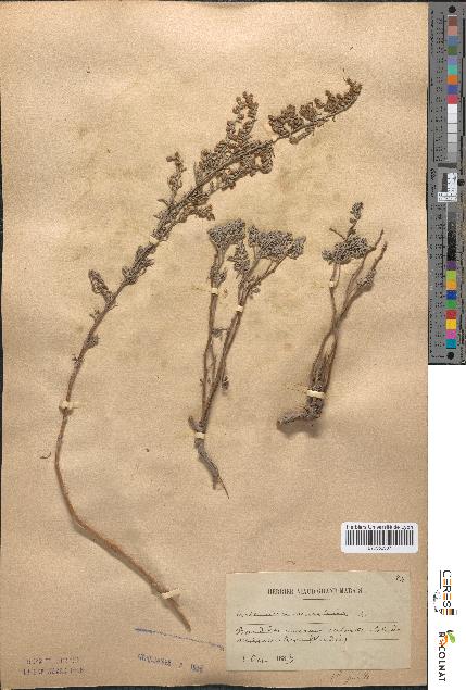 spécimen de Artemisia maritima