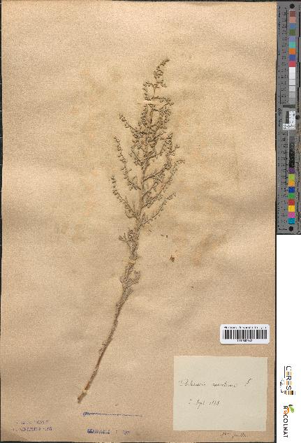 spécimen de Artemisia maritima