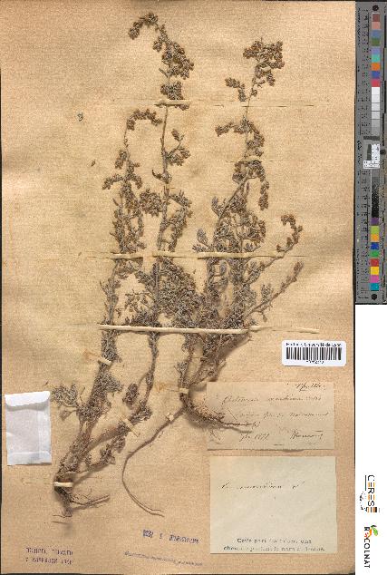 spécimen de Artemisia maritima