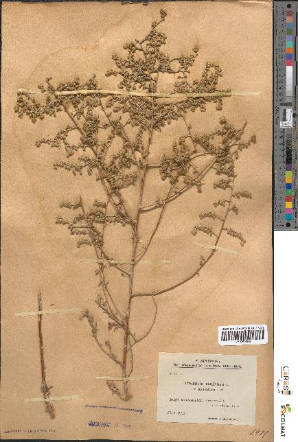spécimen de Artemisia maritima