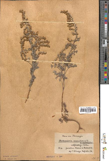 spécimen de Artemisia maritima