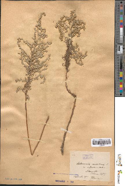 spécimen de Artemisia maritima