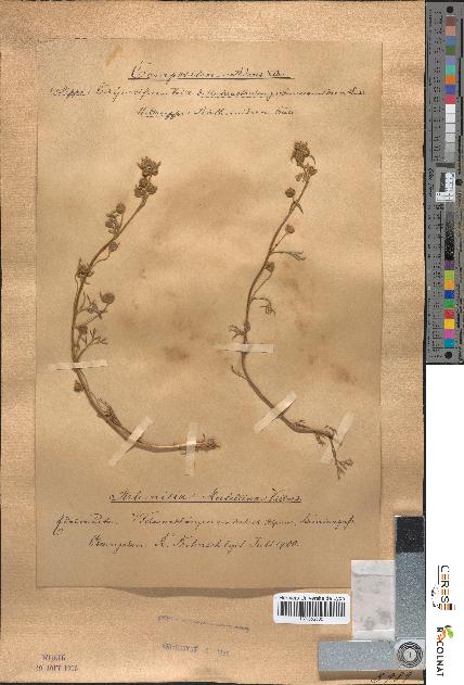 spécimen de Artemisia mutellina