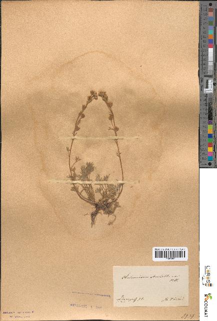 spécimen de Artemisia mutellina