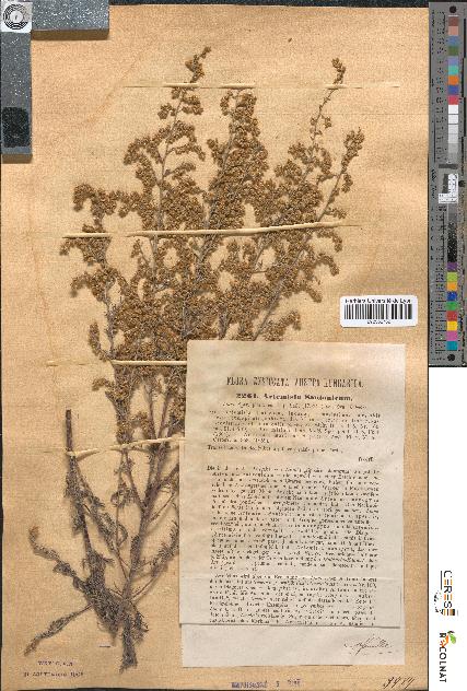 spécimen de Artemisia santonicum