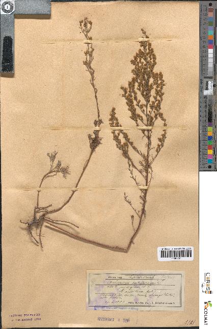 spécimen de Artemisia santonicum