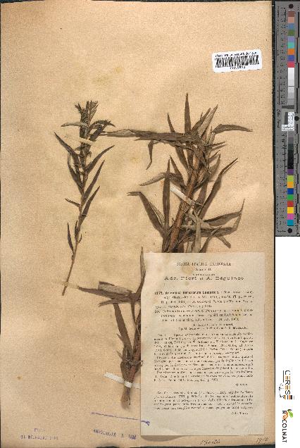 spécimen de Artemisia verlotiorum