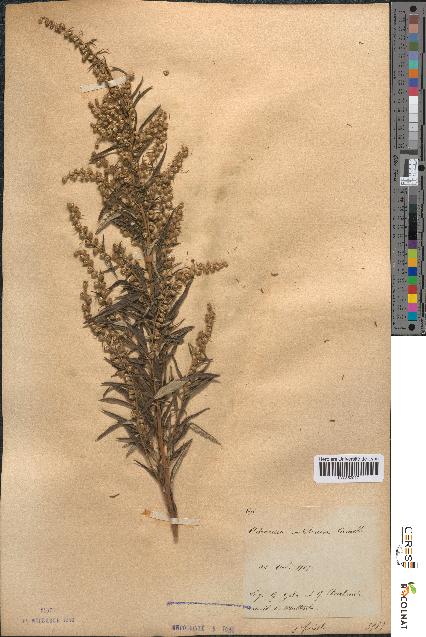 spécimen de Artemisia verlotiorum