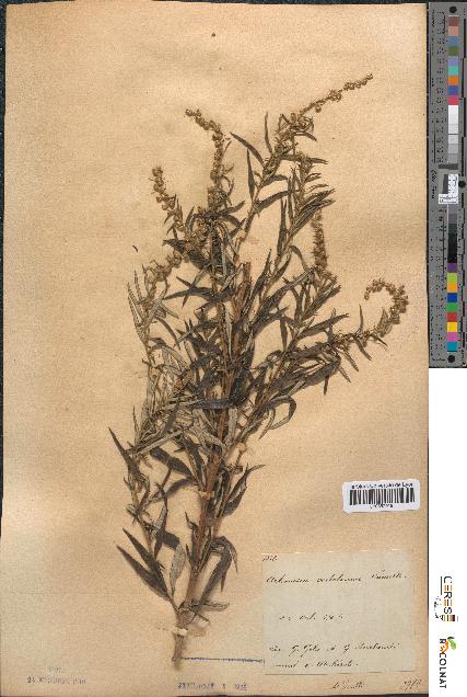 spécimen de Artemisia verlotiorum