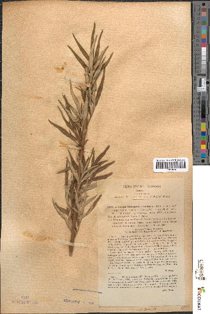 spécimen de Artemisia verlotiorum