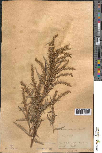 spécimen de Artemisia verlotiorum