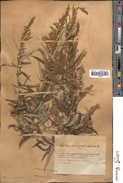 spécimen de Artemisia verlotiorum